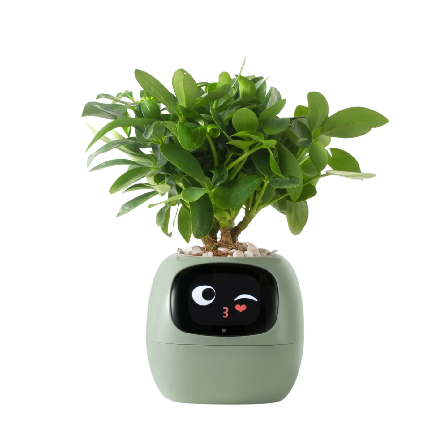 Planter Pals